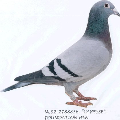 nl92-856 - porumbei de matca