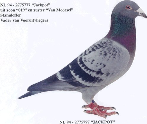 nl94-777 - porumbei de matca