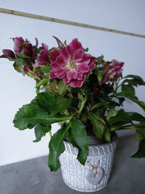 Img.2025.02.08 - Flori la ghiveci 2025