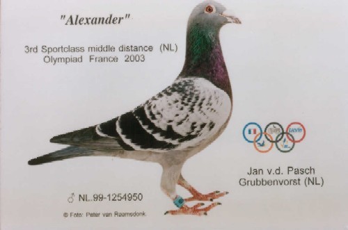 alexander - porumbei de matca