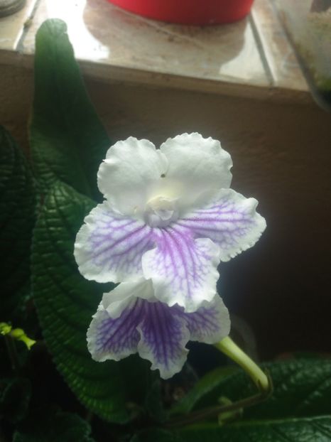 - Streptocarpus