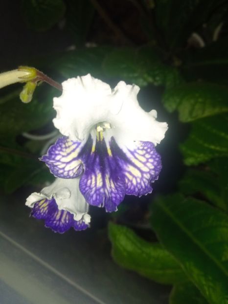  - Streptocarpus