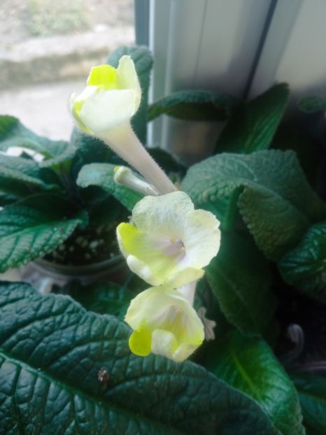  - Streptocarpus
