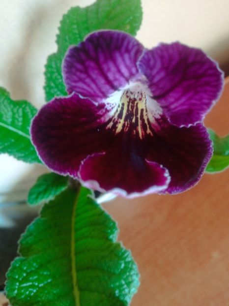  - Streptocarpus