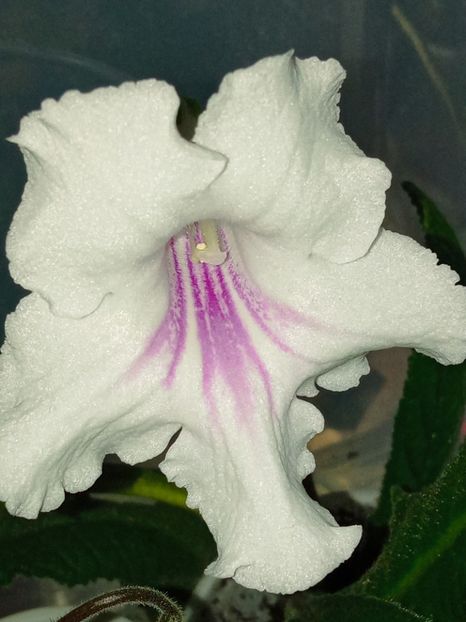  - Streptocarpus