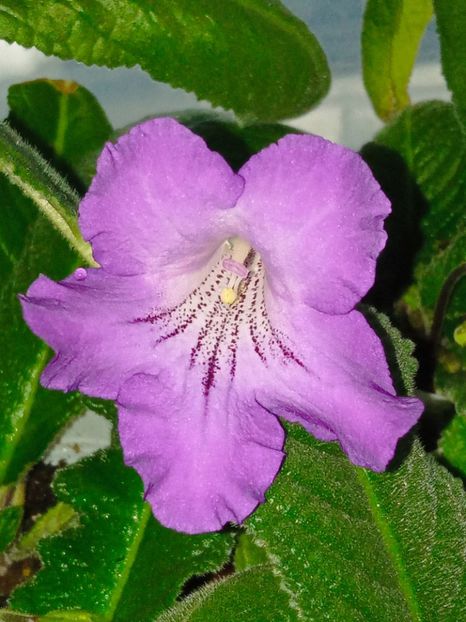  - Streptocarpus