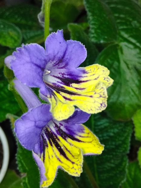  - Streptocarpus
