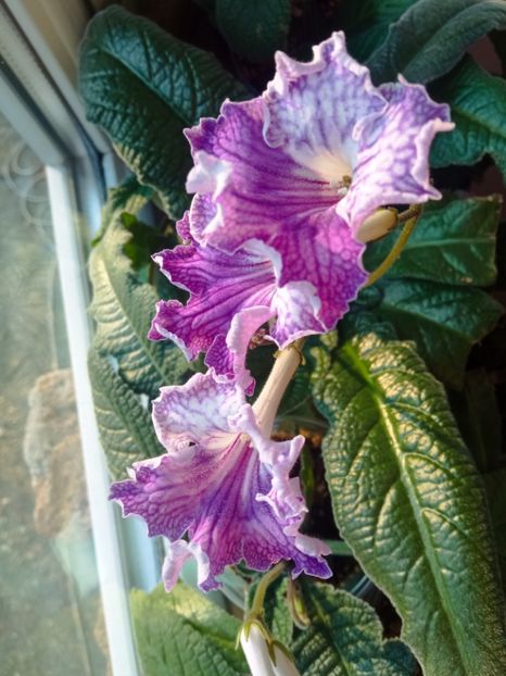  - Streptocarpus
