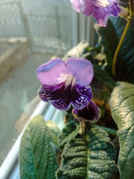  - Streptocarpus