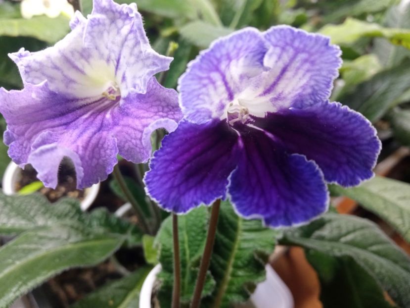  - Streptocarpus