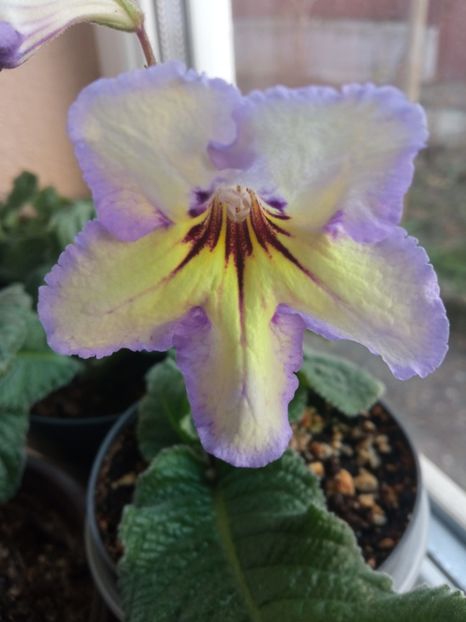  - Streptocarpus