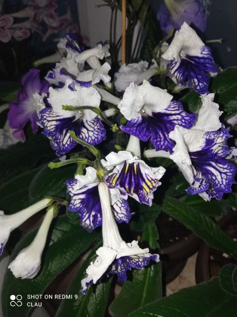  - Streptocarpus