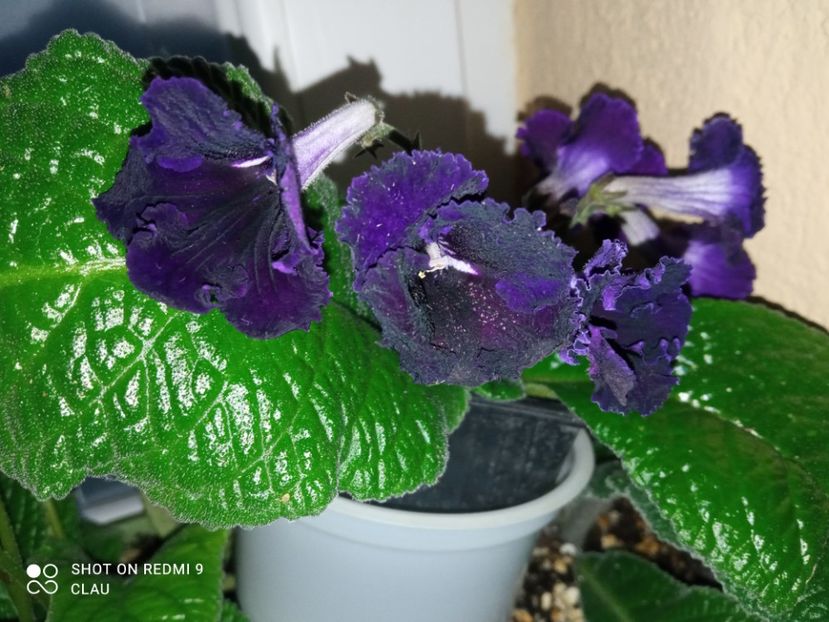  - Streptocarpus