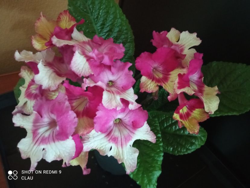  - Streptocarpus