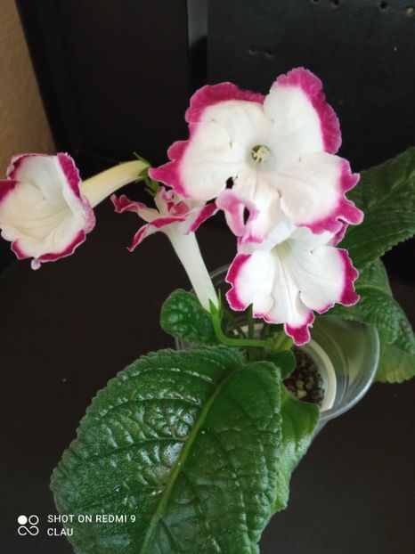  - Streptocarpus