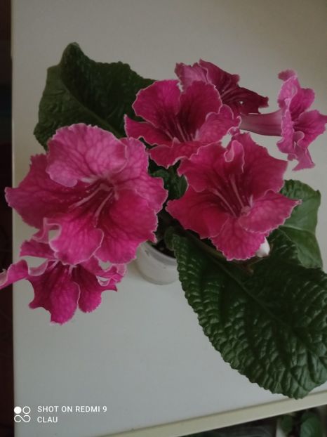  - Streptocarpus