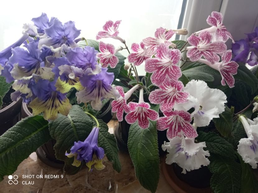 - Streptocarpus