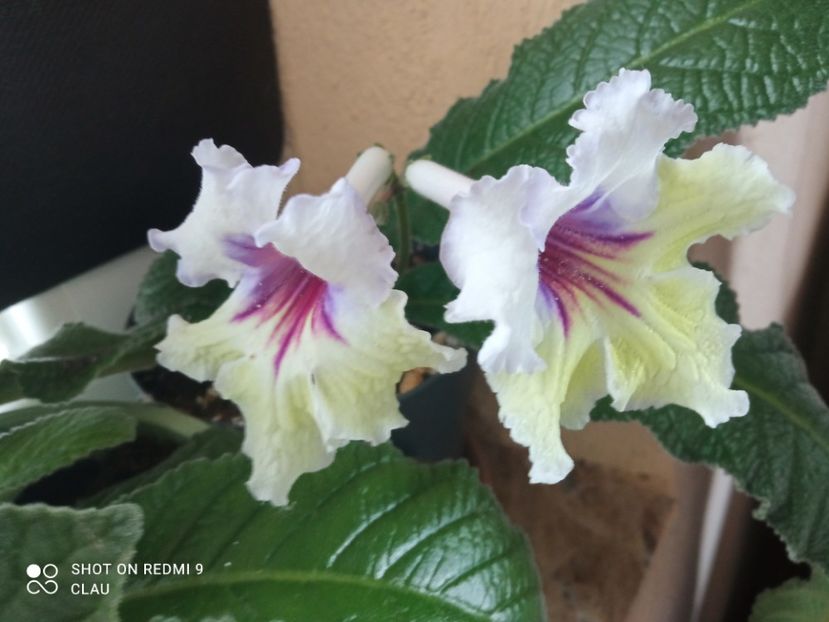  - Streptocarpus