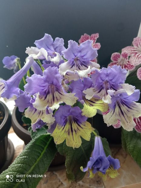  - Streptocarpus