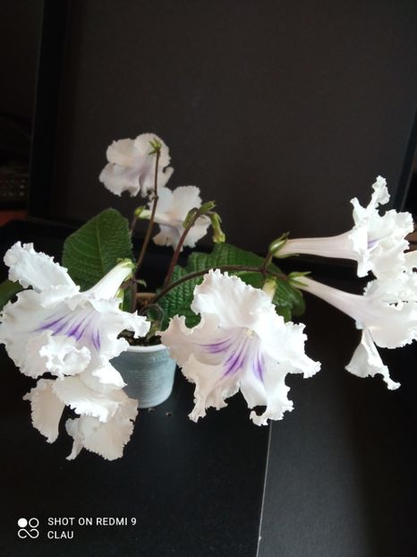  - Streptocarpus