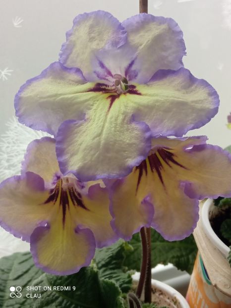  - Streptocarpus