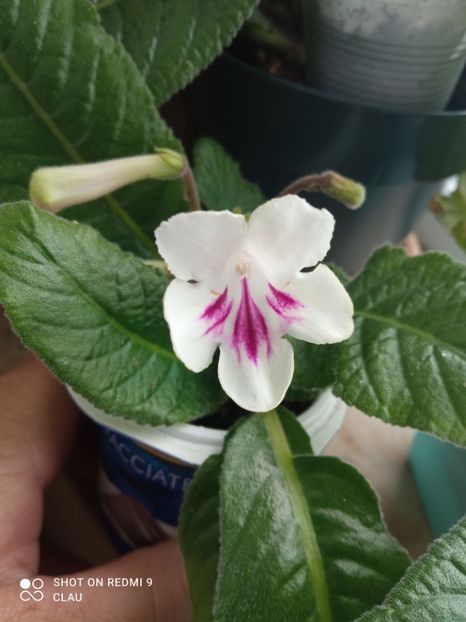  - Streptocarpus