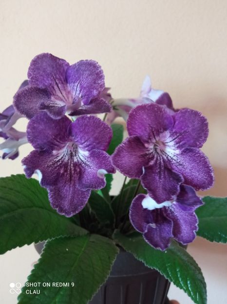  - Streptocarpus