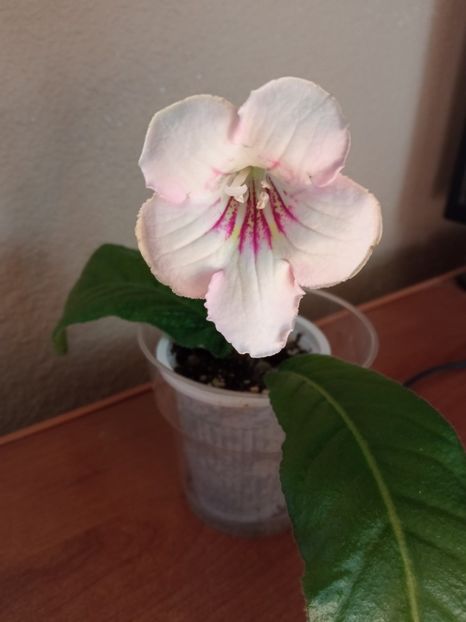  - Streptocarpus