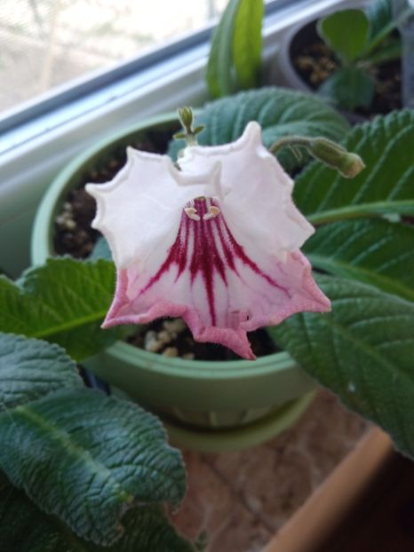  - Streptocarpus