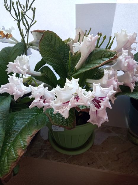  - Streptocarpus