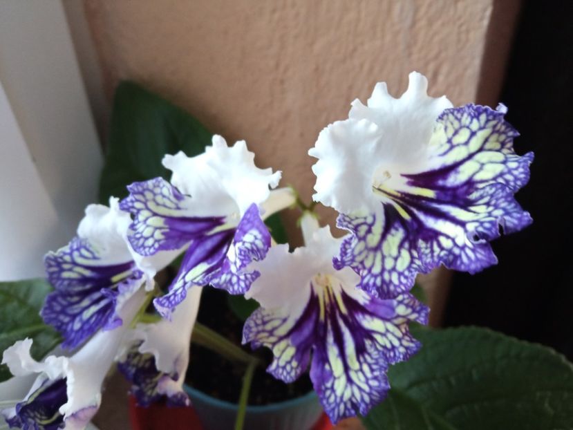  - Streptocarpus