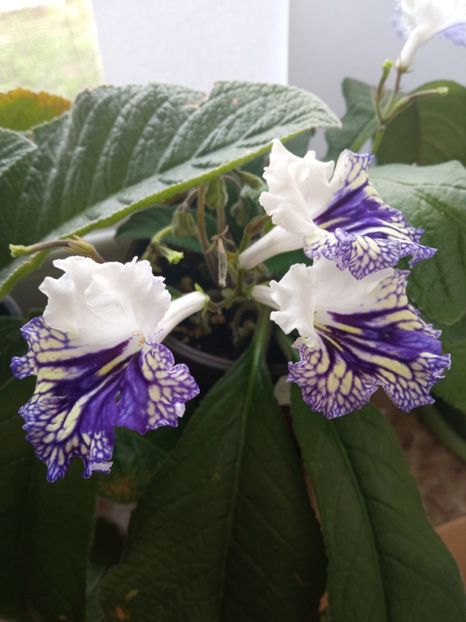  - Streptocarpus