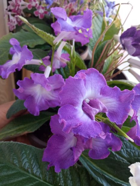 - Streptocarpus