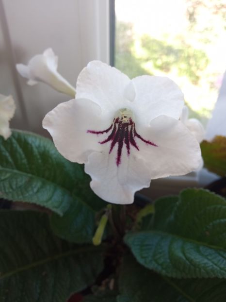  - Streptocarpus