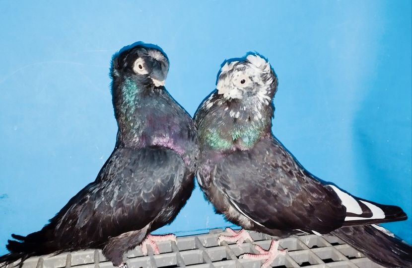 Perechea  2 - A - Perechi 2025