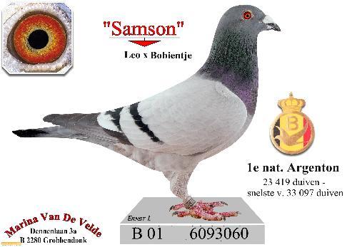 samson - porumbei de matca