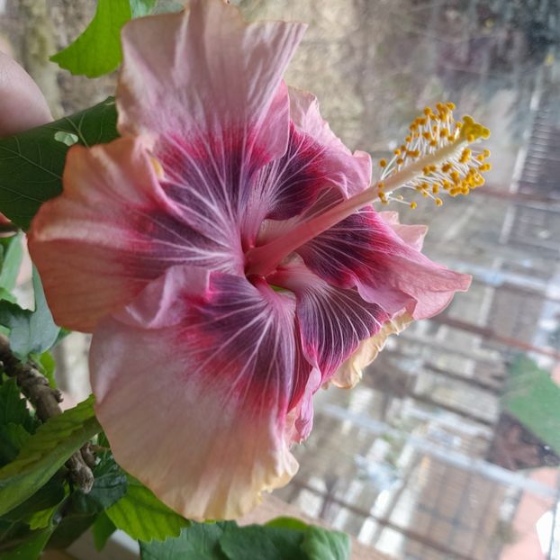  - Purple Pashmina