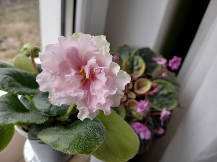  - LF Kremovyy Desert