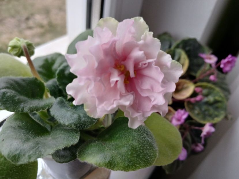  - LF Kremovyy Desert