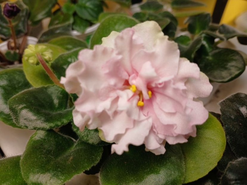  - LF Kremovyy Desert