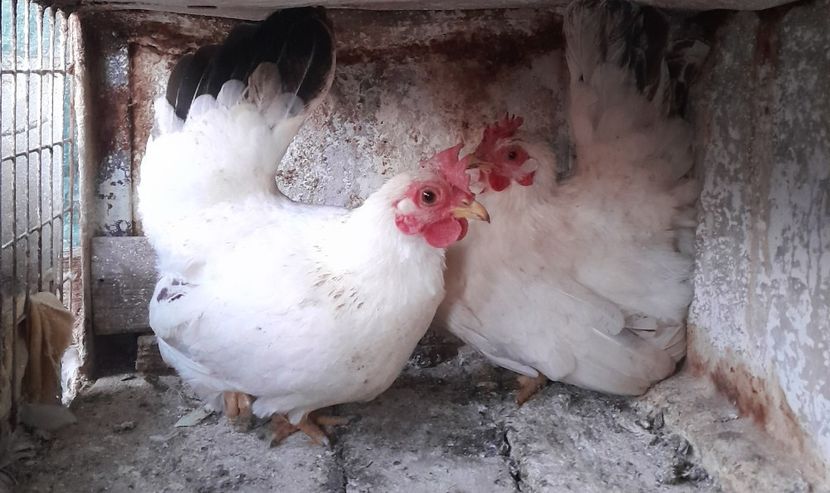  - gaini pitice - iopan