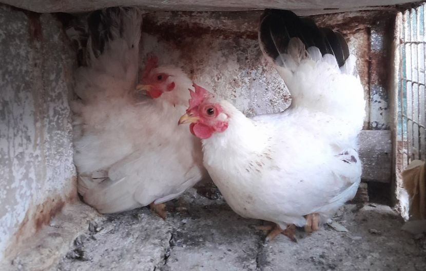  - gaini pitice - iopan