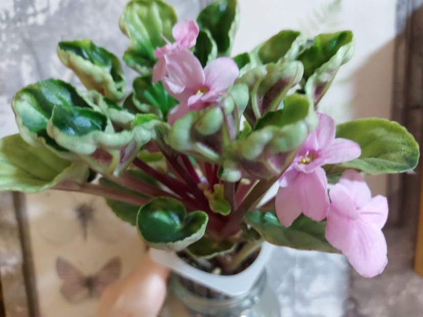  - Violeta Mac s Tiamat