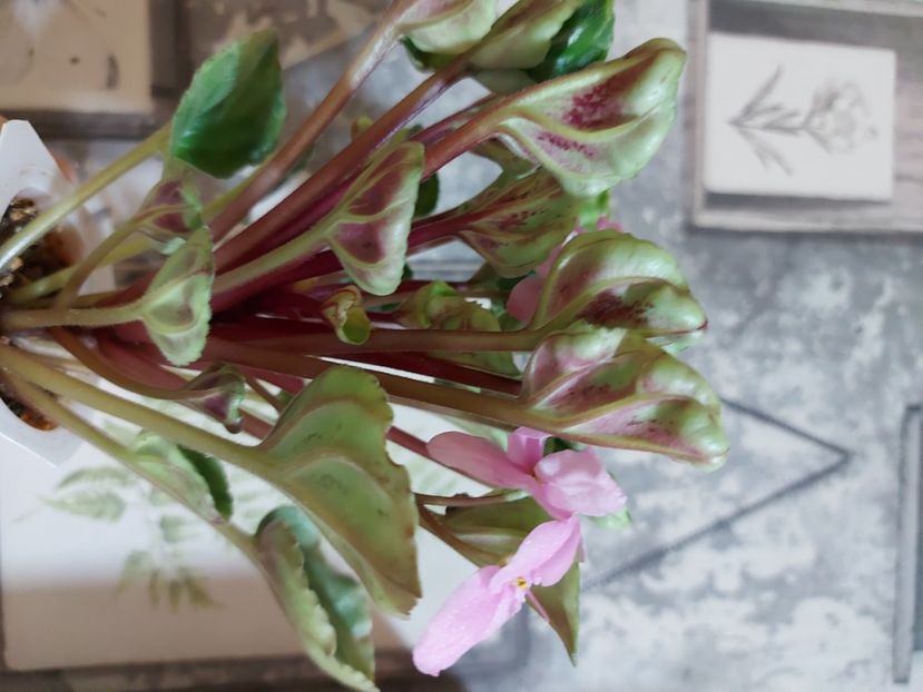  - Violeta Mac s Tiamat