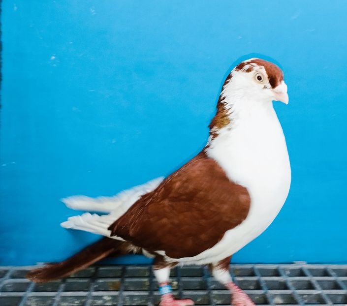 28006  mascul  2024 - Plecați ALBUM 4