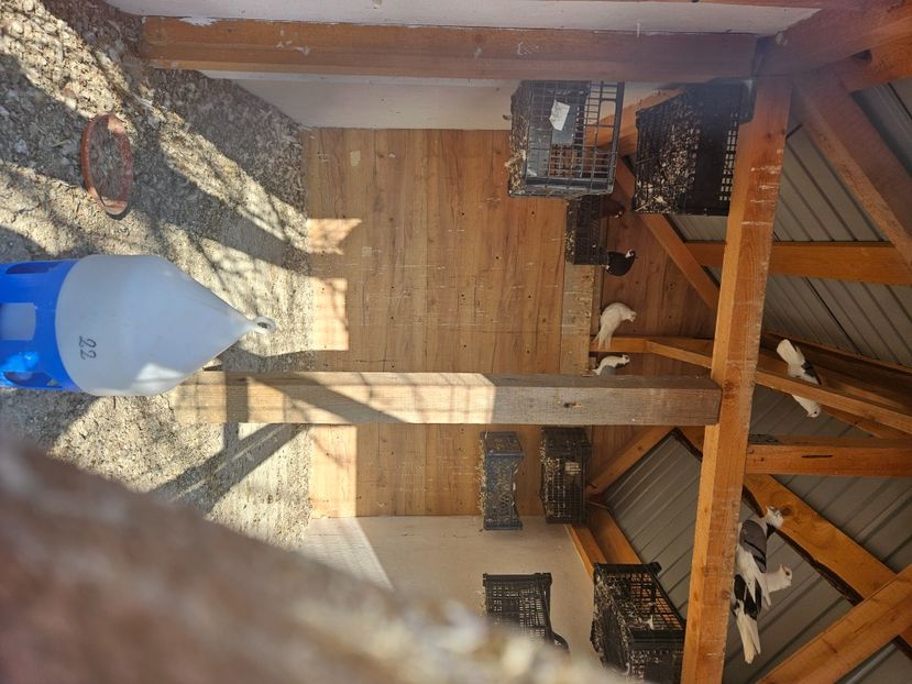  - 1974 Daniel Totolici