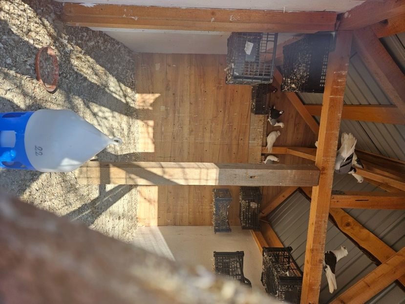  - 1974 Daniel Totolici