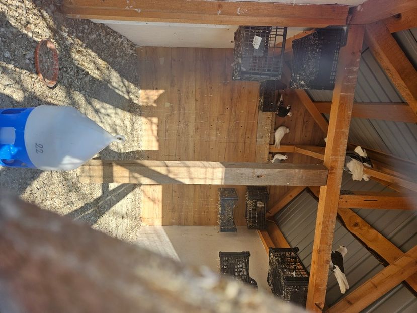  - 1974 Daniel Totolici