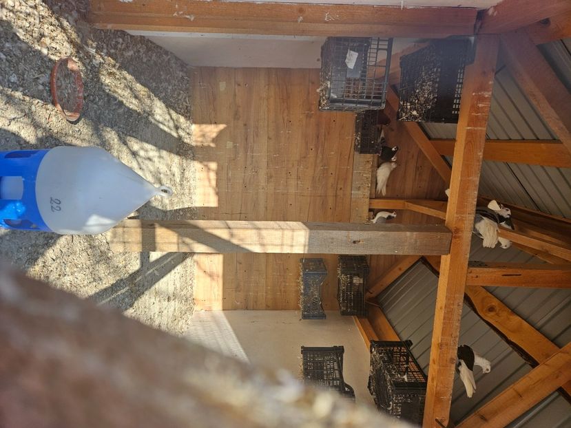  - 1974 Daniel Totolici