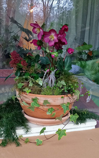  - Helleborus - Spanz